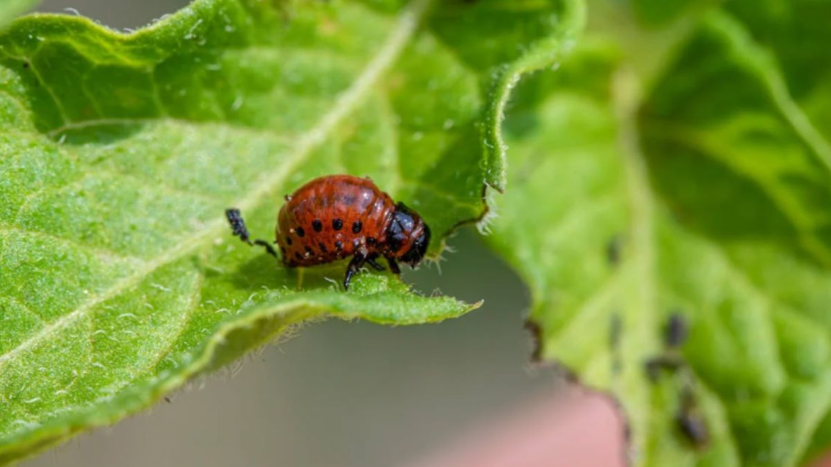 Pest Issue