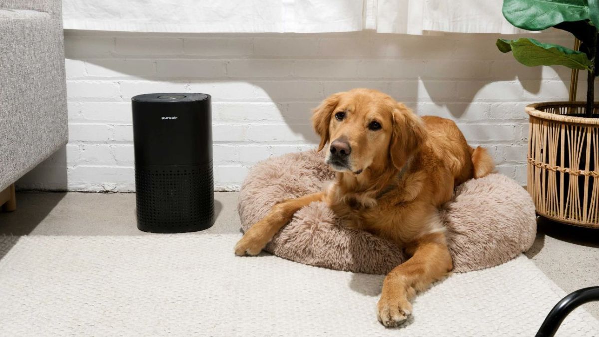 Air Purifiers